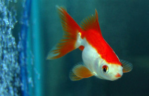 red-white-ryukin-goldfish